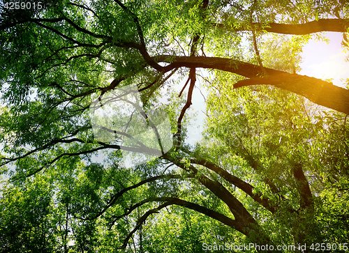 Image of Maple branches