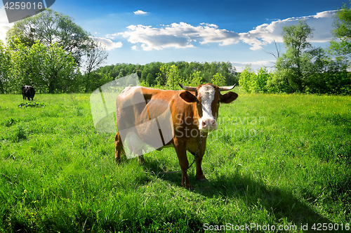 Image of Herd of cows