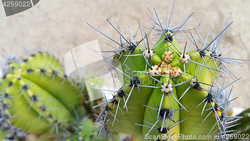 Image of cactus with big sharp needles