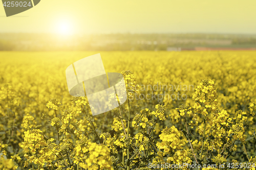 Image of Field of flowers winter cress