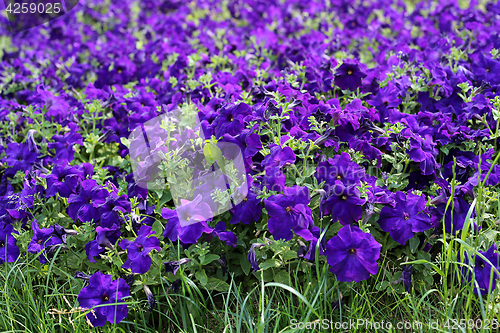 Image of Flowers of bright petunia