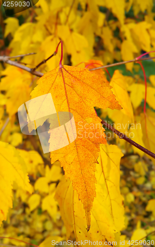 Image of Bright yellow foliage of autumn tree