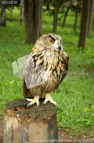 Image of Owl  sitting on a tree stump