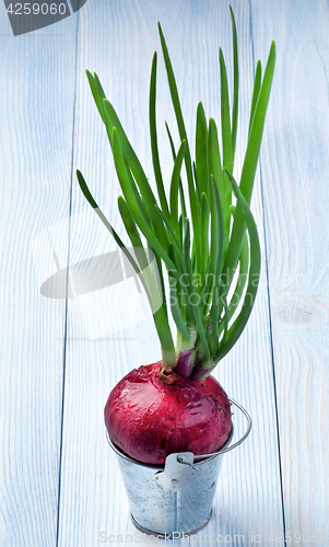 Image of Spring Red Onion