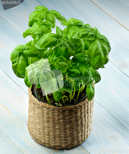 Image of Fresh Green Basil 