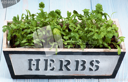 Image of Fresh Greens in Pot