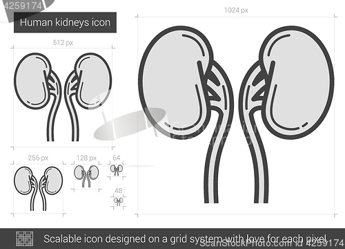 Image of Human kidneys line icon.