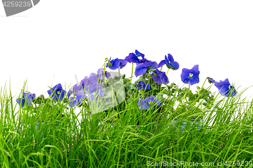 Image of Green grass and blue pansies against white background