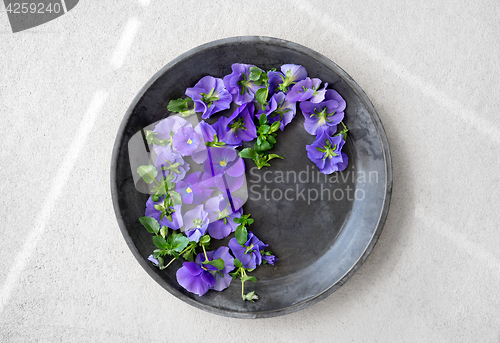 Image of Blue pansies in a metal tray on concrete background