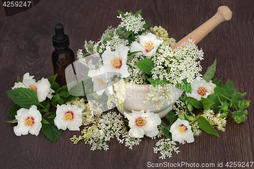 Image of Medicinal Flowers and Herbs