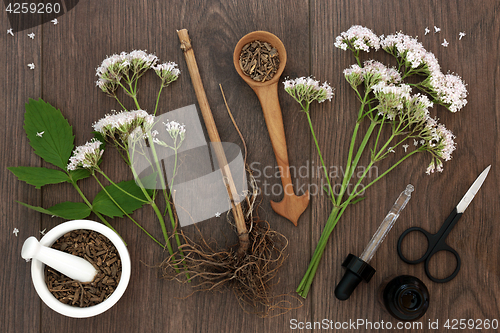 Image of Valerian Herb Root and Flowers