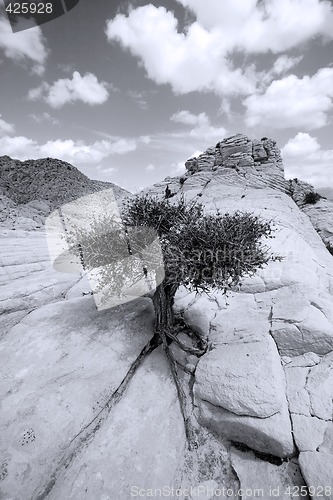Image of Close up on the Rocks with a Small Tree - Black and White