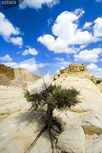 Image of Close up on the Rocks with a Small Tree - Snow Canyon Utah