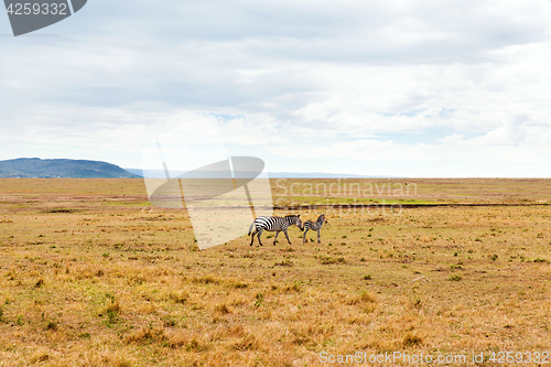 Image of zebras grazing in savannah at africa