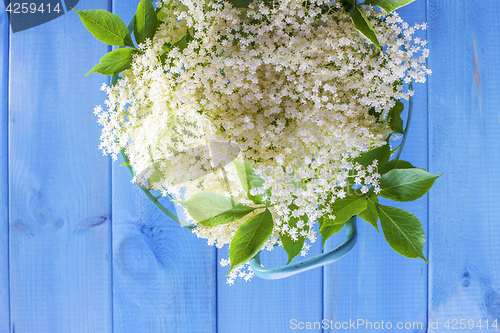 Image of elderberry bush 