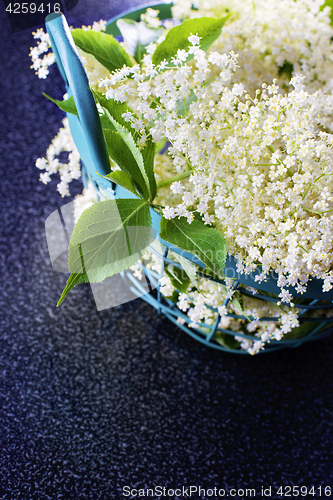 Image of elderberry bush 