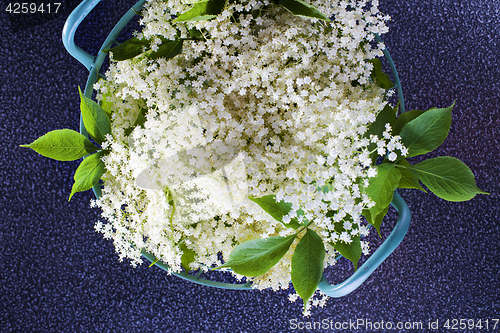 Image of elderberry bush 