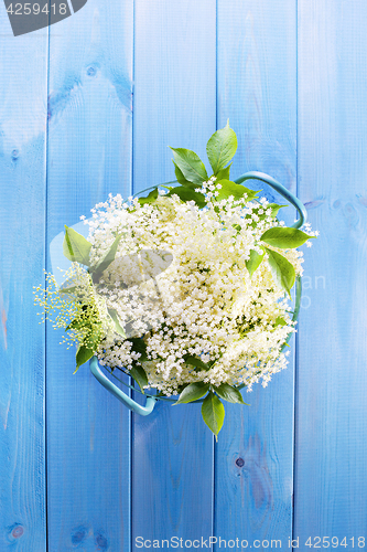 Image of elderberry bush 