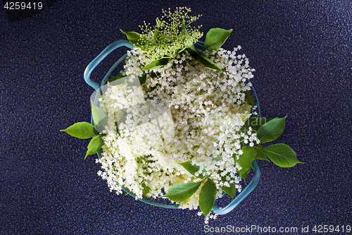 Image of elderberry bush 