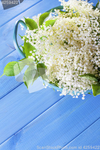 Image of elderberry bush 