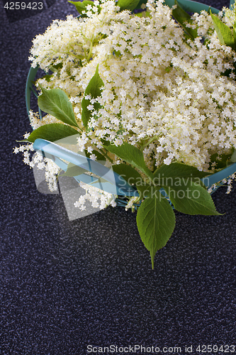 Image of elderberry bush 