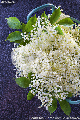 Image of elderberry bush 