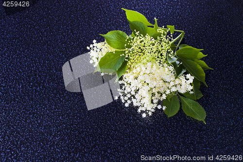 Image of elderberry bush 