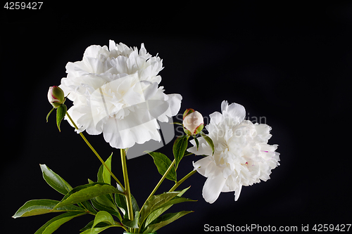 Image of peony flowers