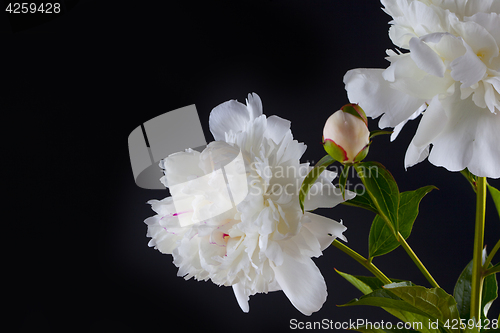 Image of peony flowers