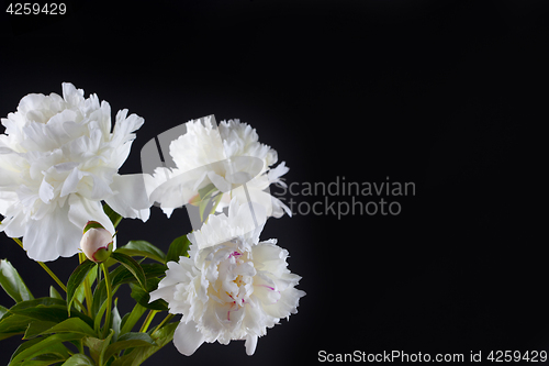 Image of peony flowers