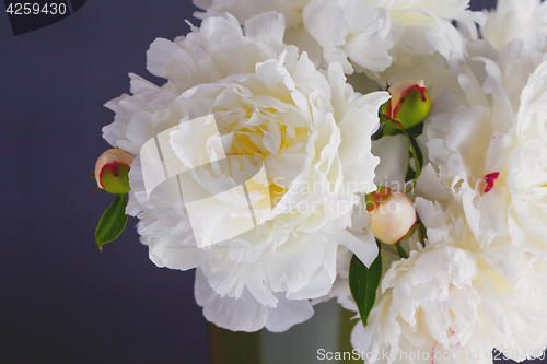 Image of peony flowers