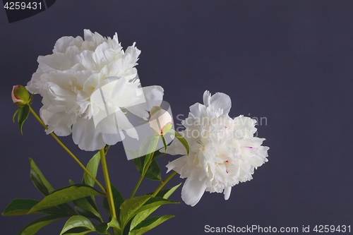 Image of peony flowers