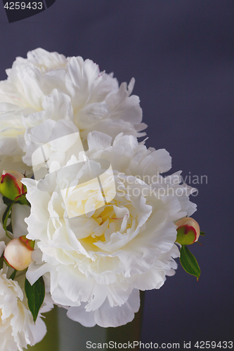 Image of peony flowers