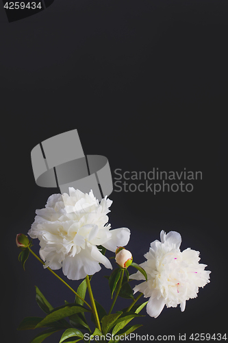 Image of peony flowers