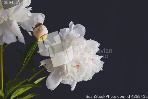 Image of peony flowers