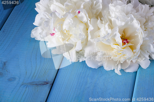 Image of peony flowers