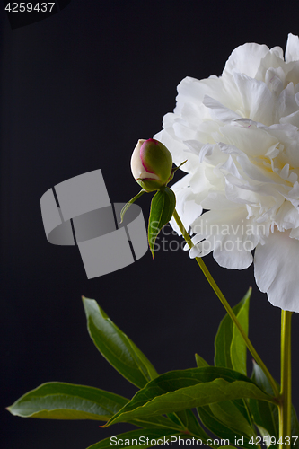 Image of peony flowers