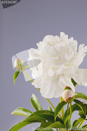 Image of peony flowers