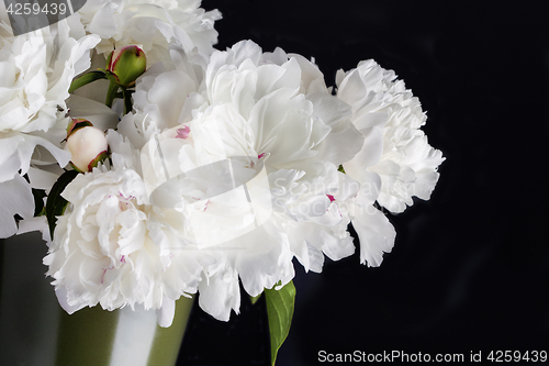 Image of peony flowers