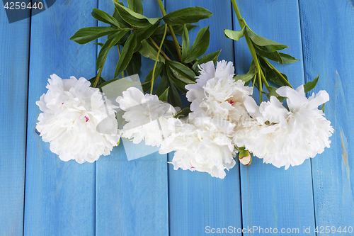 Image of peony flowers