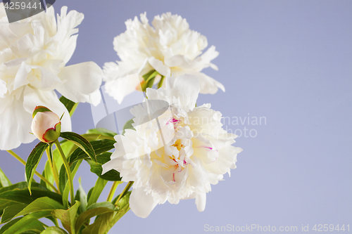 Image of peony flowers