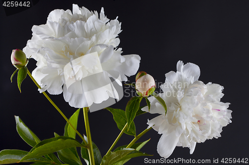 Image of peony flowers