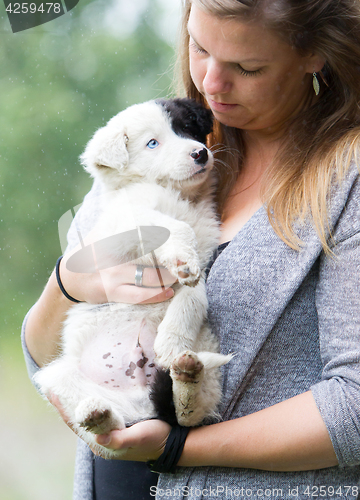 Image of Small Border Collie puppy with blue eye in the arms of a woman