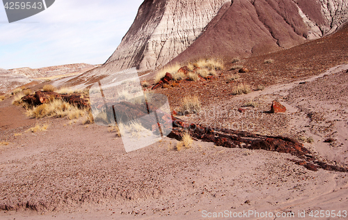 Image of Petrified-Forest-National-Park, Arizona, USA