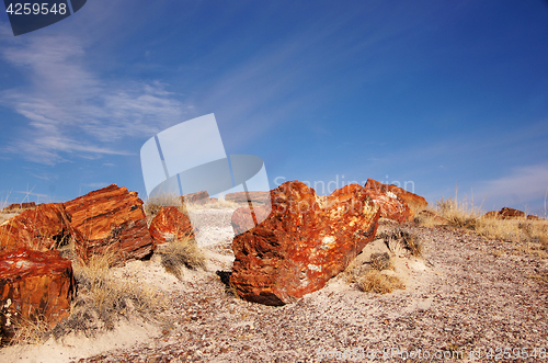 Image of Petrified-Forest-National-Park, Arizona, USA