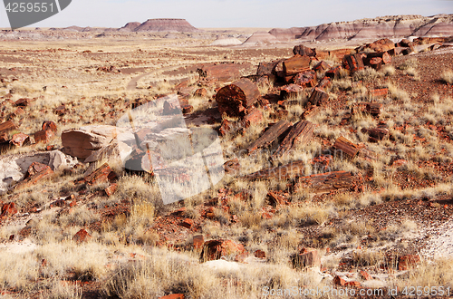 Image of Petrified-Forest-National-Park, Arizona, USA