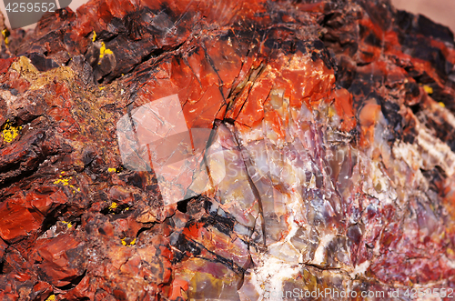 Image of Petrified-Forest-National-Park, Arizona, USA