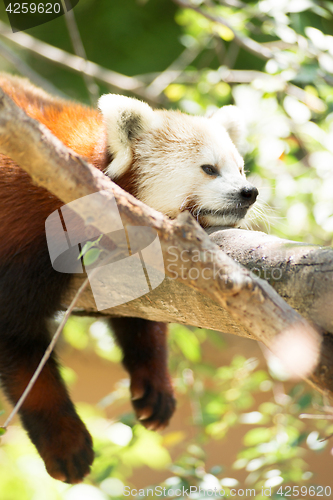 Image of Red Panda Wild Animal Resting on Tree Limb