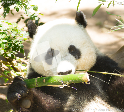 Image of Endangered Giant Panda Head and Shoulders Eating Bamboo Stalk