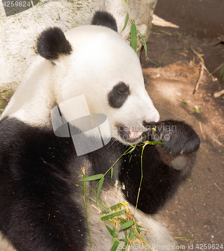 Image of Endangered Giant Panda Eating Bamboo Stalk